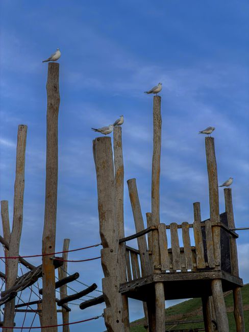 A wooden playground structure made of weathered, uneven logs features a small platform with a railing, set against a bright blue sky with some wispy clouds. Several seagulls are perched atop the tall wooden posts that surround the structure, with textured, light-colored feathers and a relaxed posture. The background includes a sloping grassy hill, and the overall scene depicts an outdoor setting with natural elements and bird activity, suggesting a peaceful park or garden area, consistent with gardening and outdoor maintenance themes relevant to Gardeners Ruislip.