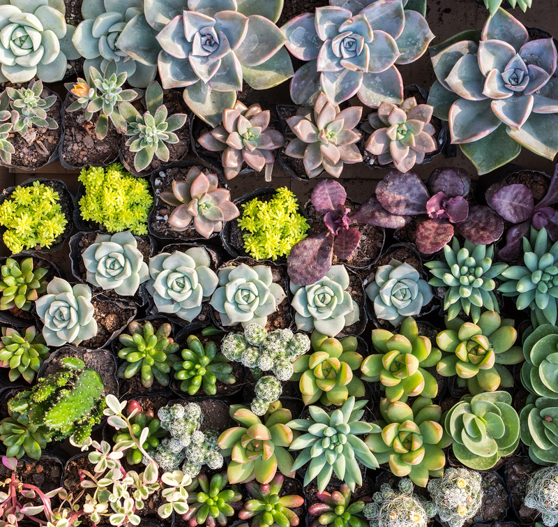 Garden outdoor space