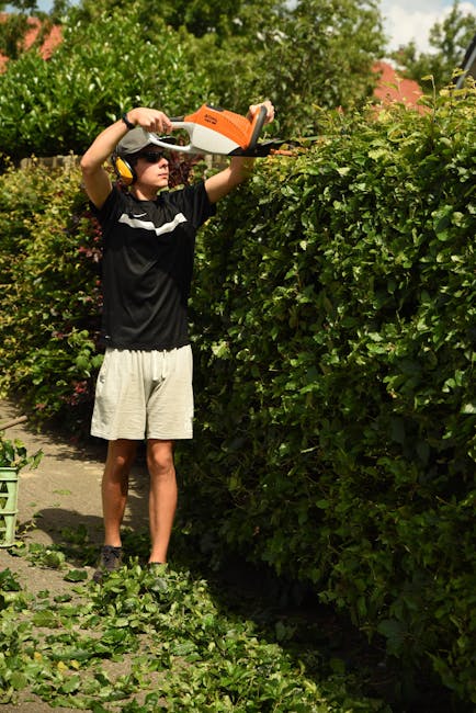 A young male gardener wearing a black T-shirt, beige shorts, and safety headphones is trimming a dense, green hedge with electric pruning shears in a well-maintained garden. The hedge appears healthy with dark green, glossy leaves, and is neatly shaped along a garden path. The garden has lush foliage with various plants and trees visible in the background, and the scene is illuminated by bright natural sunlight. Wet soil and freshly cut branches are seen on the ground, indicating active hedge trimming work. This outdoor maintenance activity is part of the comprehensive gardening services offered by Gardeners Ruislip, as showcased on their website page dedicated to same-day hedge trimming near Ruislip Lido.