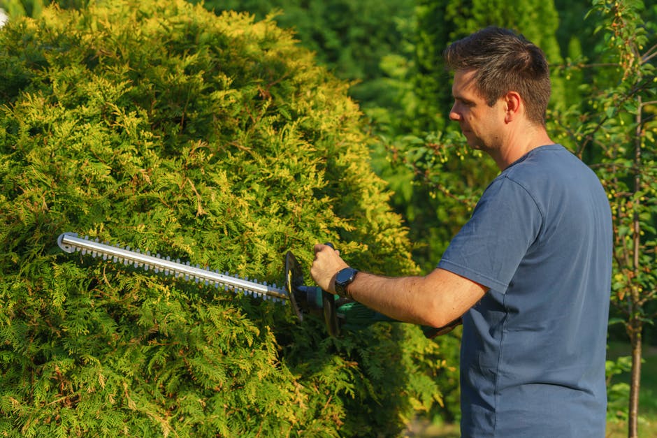 A man wearing a blue short-sleeved t-shirt is engaged in hedge trimming in a lush garden near Ruislip Lido. He is using a handheld electric hedge trimmer to carefully trim a dense, green, coniferous hedge, which displays a mixture of bright and dark green foliage with some yellowish tips. The hedge is neatly shaped, with freshly cut branches and a uniform appearance along its top. The garden features a well-maintained grassy lawn with visible mowing patterns, adjacent flower beds with flowering plants, and a paved pathway partially visible in the background. Sunlight illuminates the scene, casting minimal shadows and highlighting the vibrant textures of the hedge, grass, and surrounding trees. The overall environment suggests careful garden maintenance by Gardeners Ruislip, emphasizing landscaping work and lawn care in a natural outdoor setting.